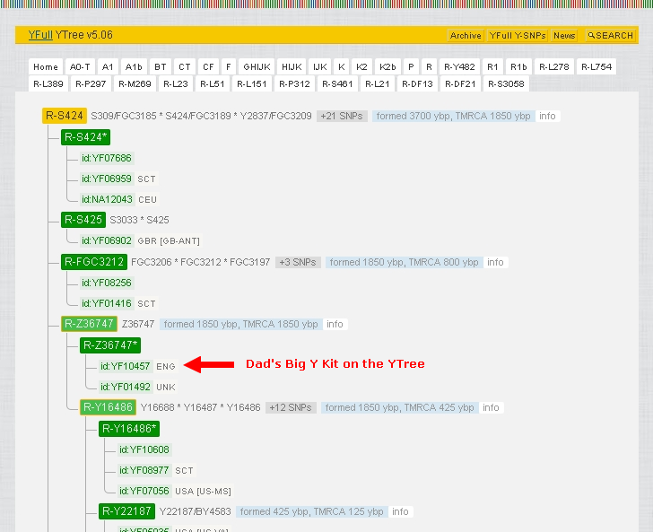 Partial Screenshot of the R-S424 Subclade showing Annie's dad's position on the YTree