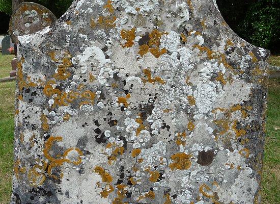Image Headstone of Robert Weaver & Sarah, nee Street, at Curry Rivel